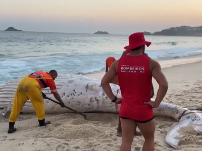 Balena uccisa al largo della costa del New Jersey dopo aver colpito una barca e gettato un passeggero in acqua - Il video 