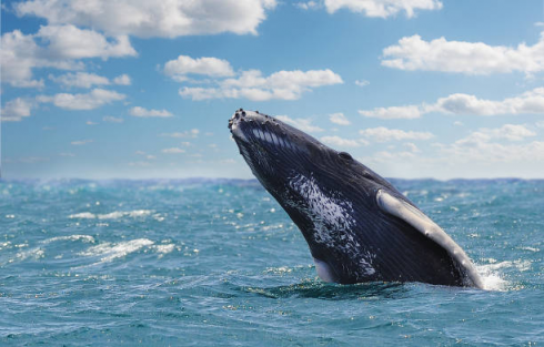 Mare del Salento da tutelare: avvistata una balena a solo un miglio dalla costa di Otranto