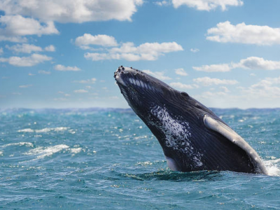 Mare del Salento da tutelare: avvistata una balena a solo un miglio dalla costa di Otranto