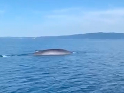 Balene in Adriatico: il video. L'avvistamento al largo delle isole della Croazia