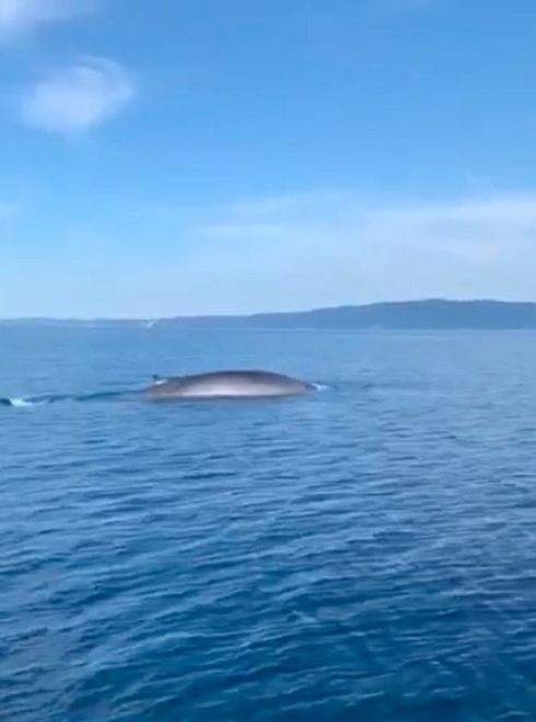 Balene in Adriatico: il video. L'avvistamento al largo delle isole della Croazia