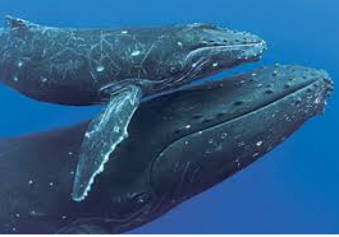 Salento meraviglioso: balena e il suo cucciolo avvistati e filmati al largo di San Foca, Marina di Mendugno, mar Adriatico.