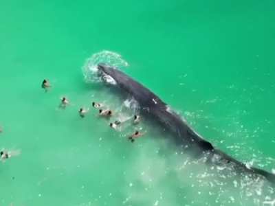 Balena di 15 metri nuota a riva tra i bagnanti che cominciano a toccarla – Il video