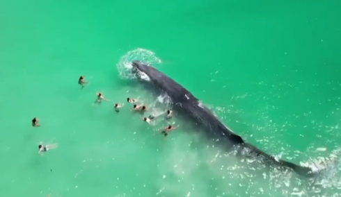 Balena di 15 metri nuota a riva tra i bagnanti che cominciano a toccarla – Il video