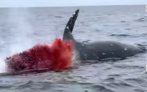 Balena morta galleggia nell'acqua poi fa "boom" – VIDEO
