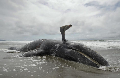 Stati Uniti, 70 balene grigie morte spiaggiate da gennaio a fine maggio sulla costa occidentale americana.