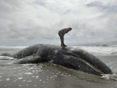Stati Uniti, 70 balene grigie morte spiaggiate da gennaio a fine maggio sulla costa occidentale americana.