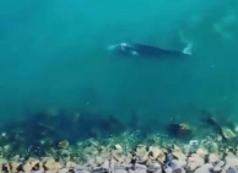 Evento eccezionale a Ponza: avvistata balena grigia sotto costa. 