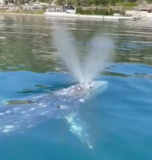 Da Ponza al Golfo di Napoli: avvistata di nuovo la balena grigia