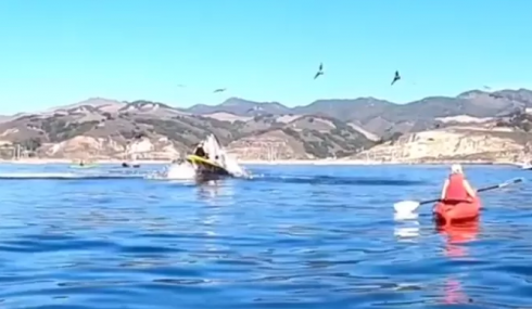 Due canoisti “inghiottiti” da una balena: ecco il video dell'incredibile incidente. 
