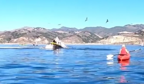 Due canoisti “inghiottiti” da una balena: ecco il video dell'incredibile incidente.