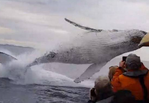 Sconvolgente incidente in mare, piccola barca si scontra con una balena, una la vittima