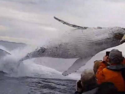 Sconvolgente incidente in mare, piccola barca si scontra con una balena, una la vittima