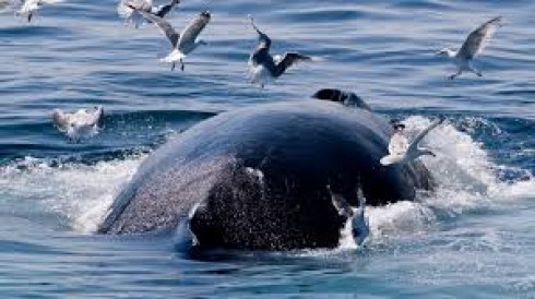 balene attaccate dai gabbiani balene attaccate dai gabbiani