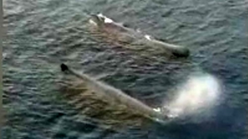 Ambiente. Coppia di balene attraversa lo Stretto di Messina. Riprese dall'alto - VIDEO. 