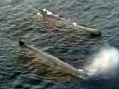 Ambiente. Coppia di balene attraversa lo Stretto di Messina. Riprese dall'alto - VIDEO. 