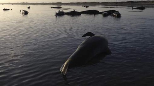 balene morte nuova zelanda