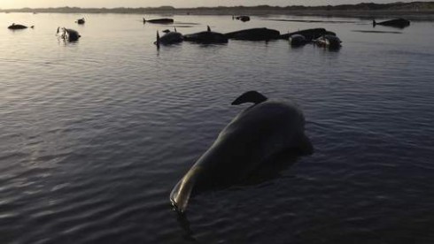 balene morte nuova zelanda balene morte nuova zelanda