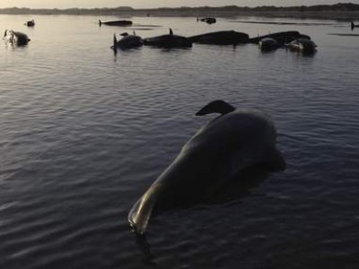 balene morte nuova zelanda
