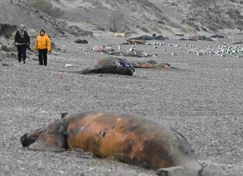 Carcasse di balene sono state ritrovate spiaggiate sulla costa argentina
