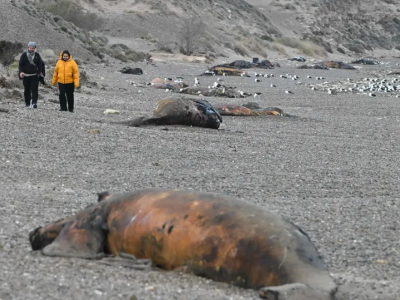 Carcasse di balene sono state ritrovate spiaggiate sulla costa argentina
