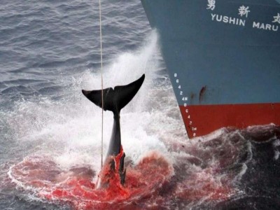 balene uccise