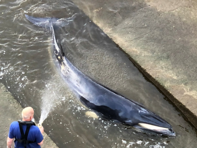Salvataggio di una piccola balena arenata nel Tamigi a Londra - VIDEO