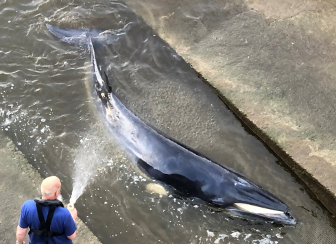 Salvataggio di una piccola balena arenata nel Tamigi a Londra - VIDEO