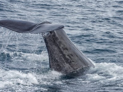 Balena avvistata sulla costa orientale della Grecia. Le immagini