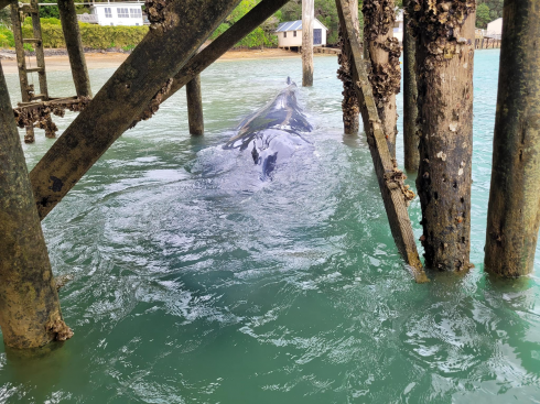 Nuova Zelanda, balenottera azzurra pigmea intrappolata viene salvata dai soccorritori che smantellano il molo per liberarla