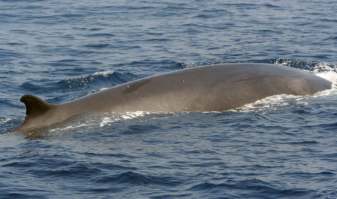 Balena di 70 tonnellate all’improvviso appare a pochi metri dalla spiaggia in Croazia
