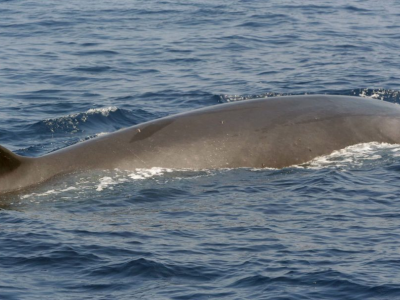 Balena di 70 tonnellate all’improvviso appare a pochi metri dalla spiaggia in Croazia