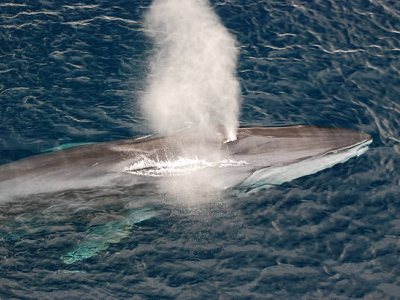 Balenottera comune avvistata nel Golfo di Napoli. Le immagini