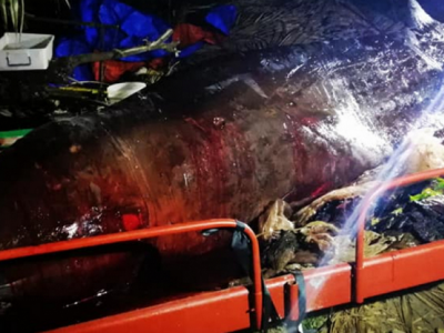 Filippine, trovata balena morta con 40 kg di plastica nello stomaco