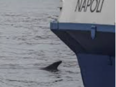 Una Balenottera comune avvistata nel porto di Napoli - Il video