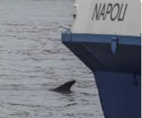 Una Balenottera comune avvistata nel porto di Napoli - Il video