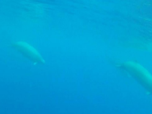 balena balena