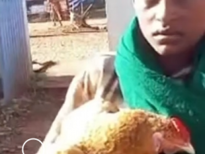 Amore per gli animali: un dodicenne porta una gallina malata all'ospedale