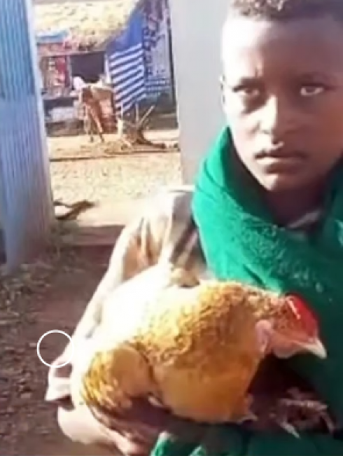Amore per gli animali: un dodicenne porta una gallina malata all'ospedale