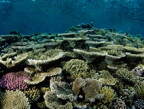 Australia, squalo attacca un bagnante ferendolo gravemente