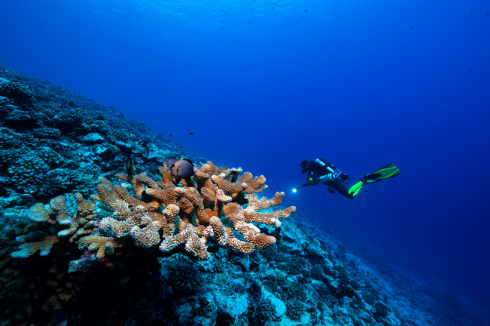Una nuova barriera corallina incontaminata scoperta a Tahiti