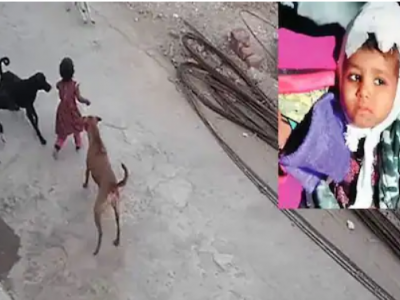 Choc in India, bimba di 4 anni "aggredita e ferita gravemente da 5 cani randagi" - VIDEO