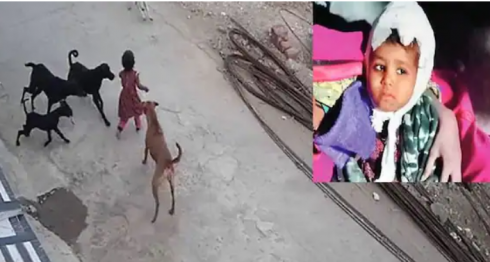 Choc in India, bimba di 4 anni "aggredita e ferita gravemente da 5 cani randagi" - VIDEO