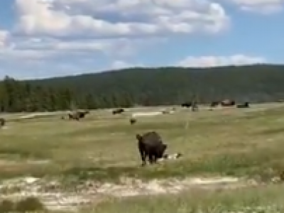 Turisti non mantengono la distanza: il bisonte carica una donna nel parco nazionale di Yellowstone, negli Stati Uniti: illesa - VIDEO