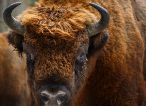 Bisonte 'incorna' turista nel Parco Nazionale di Yellowstone - Nord America