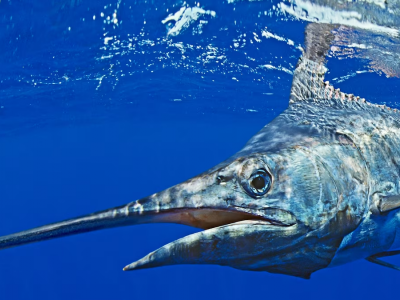 Pescatore diventa preda: un uomo di 31 anni si ritrova con la testa trafitta dal pesce appena pescato