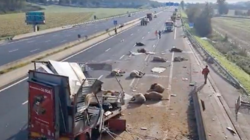 Mucche morte in autostrada, incidente sulla A43 in Francia, diversi bovini soppressi – Il video