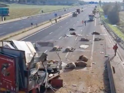 Mucche morte in autostrada, incidente sulla A43 in Francia, diversi bovini soppressi – Il video