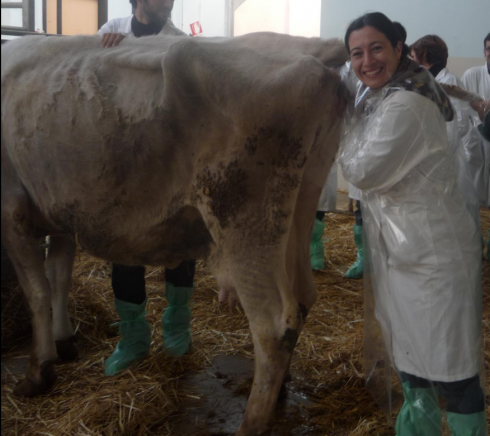 Vaccino HIPRABOVIS IBR MARKER LIVE per bovini, allerta Spagna e Italia su possibili eventi avversi per gli animali