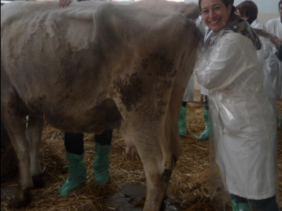 Vaccino HIPRABOVIS IBR MARKER LIVE per bovini, allerta Spagna e Italia su possibili eventi avversi per gli animali